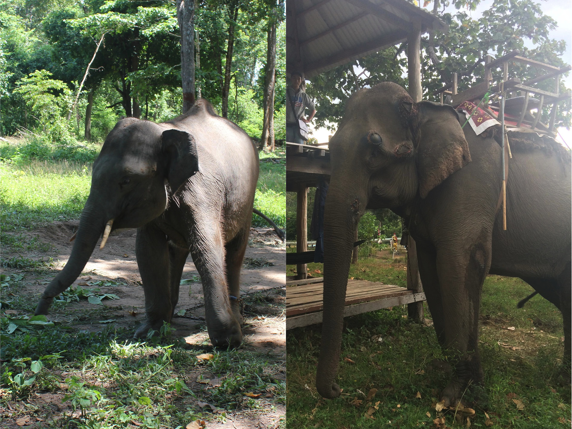 elephants - Captive Animal Welfare
